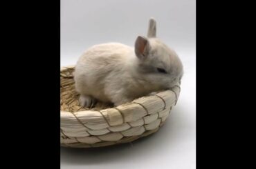 The Beautiful Rabbits Eating | Cute Rabbit | Funny And Cute Bunny Videos Compilation Of Rabbits #159