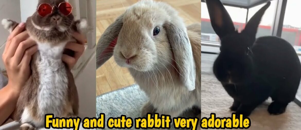 Baby Bunny - Funny and cute rabbit very adorable 2#
