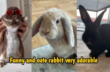 Baby Bunny - Funny and cute rabbit very adorable 2#