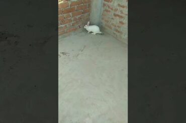 A Happy Bunny | Cute Rabbit Hunny D Bunny | #bunny #rabbit #zoomiesbunny