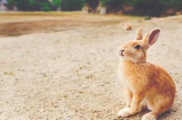 Cute Baby Rabbit Chilling With Pigs