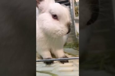 The Beautiful Rabbits Eating | Cute Rabbit | Funny And Cute Bunny Videos Compilation Of Rabbits #146