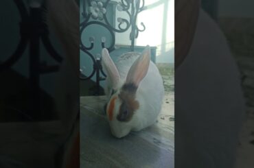 My Cute Rabbit | Pet Rabbit