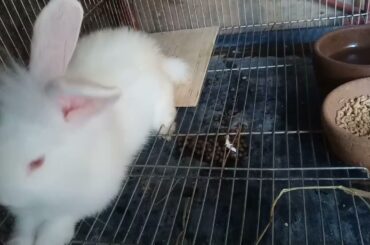 Cute Bunny with CCTV Footage in her Cage-Rabbit Farming Facts and Care