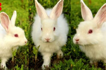 Cute Bunny | #Shorts Video