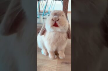 Cute Bunny having a Strawberry