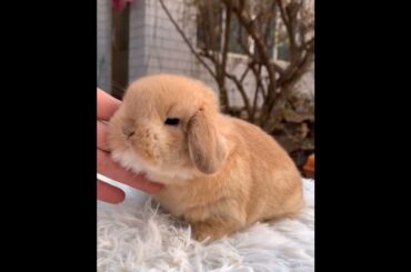 The Beautiful Rabbits Eating | Cute Rabbit | Funny And Cute Bunny Videos Compilation Of Rabbits #140