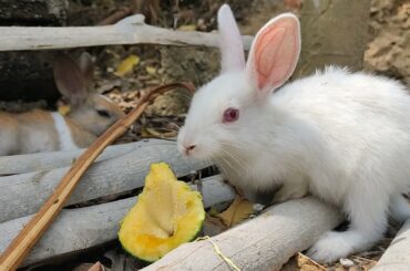 Cute rabbit eating papaya