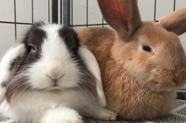 Cute Baby Bunny Rabbit Videos | Cute Bunnies Eating Food