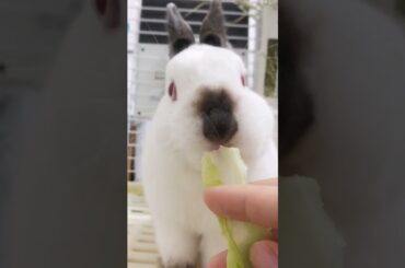 The Beautiful Rabbits Eating | Cute Rabbit | Funny And Cute Bunny Videos Compilation Of Rabbits #147