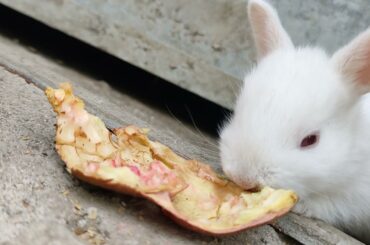 cute rabbit's short video