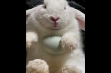 The Beautiful Rabbits Eating | Cute Rabbit | Funny And Cute Bunny Videos Compilation Of Rabbits #160