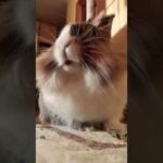 Funny and cute bunny having her breakfast