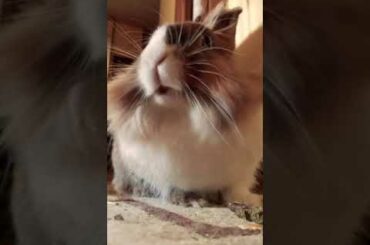 Funny and cute bunny having her breakfast