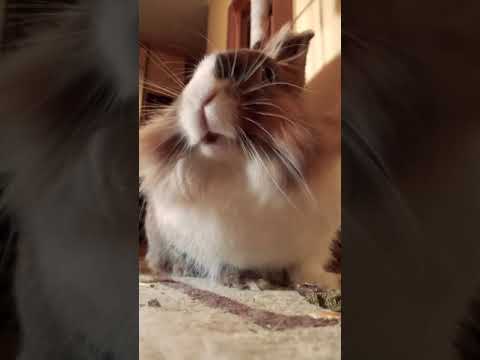 Funny and cute bunny having her breakfast