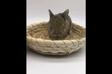 The Beautiful Rabbits Eating | Cute Rabbit | Funny And Cute Bunny Videos Compilation Of Rabbits #157