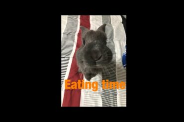 cute bunny EATING TIME!!