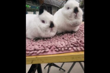 The Beautiful Rabbits Eating | Cute Rabbit | Funny And Cute Bunny Videos Compilation Of Rabbits #158