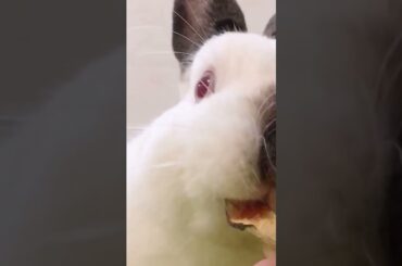 The Beautiful Rabbits Eating | Cute Rabbit | Funny And Cute Bunny Videos Compilation Of Rabbits #149