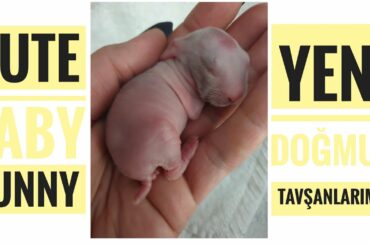 funny and cute baby bunny rabbit videos- Baby animal baby- 2021 -  cute bunny funny baby bunny