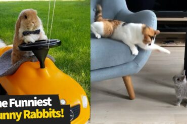 The Funniest And Cutest Bunny Rabbit Compilation | Funny Bunnies 2021