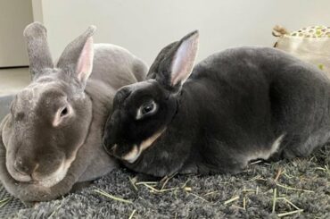 Cute And Funny Rabbits | Rex Bunnies | Biggest Rabbit