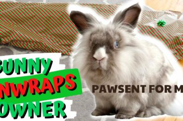 Cute Rabbit Unwraps Owner For Christmas!