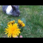 Bouquet of Dandelions for Cute Rabbit - Rabbit Eating flowers -