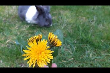 Bouquet of Dandelions for Cute Rabbit - Rabbit Eating flowers -