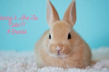 *Must Watch* Cute Bunny's For 30 Seconds