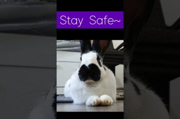 Rabbit Yawning and Stretching in the morning. Eating. Pet Bunny. Cute #Rabbit #Yawn #Shorts Beta