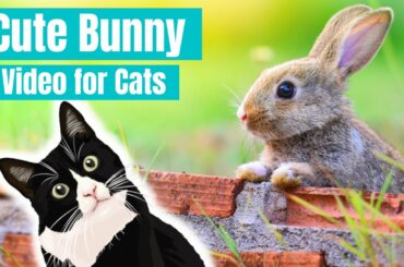 Cute Easter Bunny Video For Cats - VIDEO FOR CATS AND DOGS - Rabbits for Cats