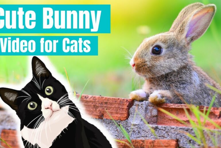 Cute Easter Bunny Video For Cats - VIDEO FOR CATS AND DOGS - Rabbits for Cats