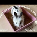 CUTE BUNNY DIGGING THE SAND BOX! | Lily Bobtail