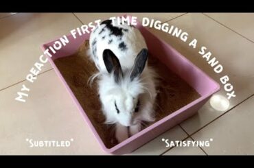 CUTE BUNNY DIGGING THE SAND BOX! | Lily Bobtail