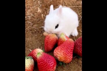 The Beautiful Rabbits Eating | Cute Rabbit | Funny And Cute Bunny Videos Compilation Of Rabbits #165