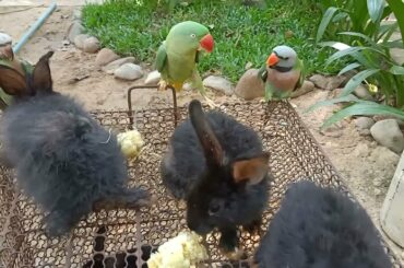 Black Rabbit | Small Rabbit | Cute Rabbit and beautiful Parrots