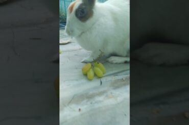 My Rabbit is Eating Grapes | Cute Rabbit #short