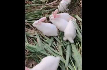 The Beautiful Rabbits Eating | Cute Rabbit | Funny And Cute Bunny Videos Compilation Of Rabbits #182