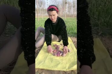 Cute Baby Rabbit@01