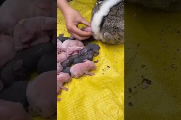 Cute Baby Rabbit