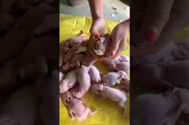 Cute Baby Rabbit@02