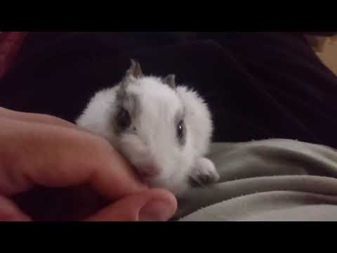 My baby bunny licking my fingers so much My baby bunny licking my fingers so much