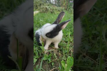 Cute Rabbit Cleaning His Mouth | #Shorts