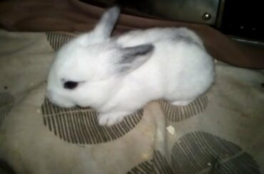 15 Days Old Cute Baby Rabbit Bunnies. Rabbit and Bunny