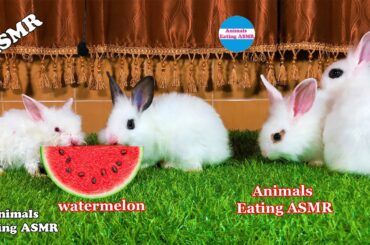 baby rabbit eating watermelon - the cutest baby rabbits - baby rabbit eating