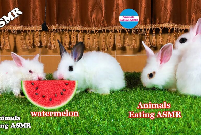 baby rabbit eating watermelon - the cutest baby rabbits - baby rabbit eating