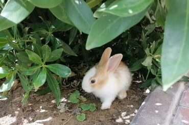 Cute Rabbit Eating Leaves
