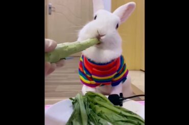The Beautiful Rabbits Eating | Cute Rabbit | Funny And Cute Bunny Videos Compilation Of Rabbits #178