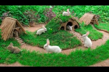 Wow !!Rabbit Playground ! So Cute Rabbit Having Fun  With A beautiful Playground .